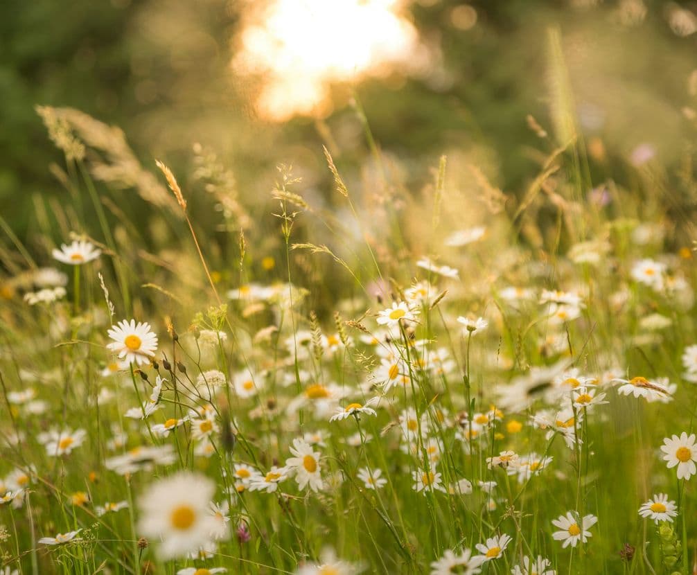 Popsa ist zertifiziert nach B Corp™